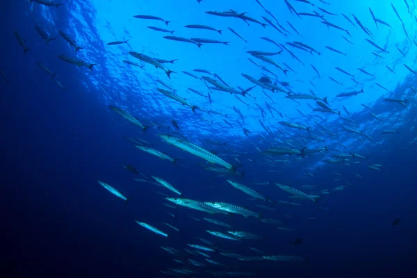 Puhdas Sininen Merenalainen Elämä Monien Värikkäiden Kalojen Kanssa — kuvapankkivalokuva