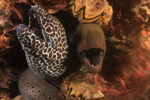 Rent Blått Undervattensliv Med Exotisk Fisk — Stockfoto