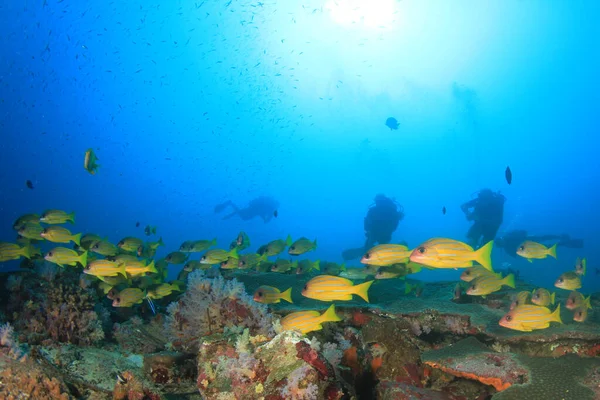 きれいな海の水で泳ぐダイバー — ストック写真