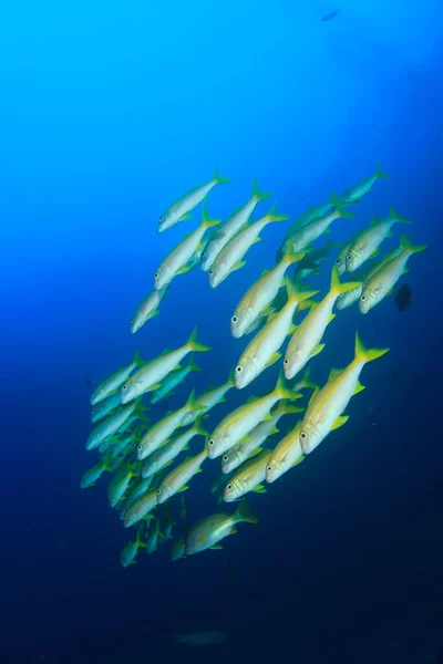 Rent Blått Undervattensliv Med Många Färgglada Fiskar — Stockfoto