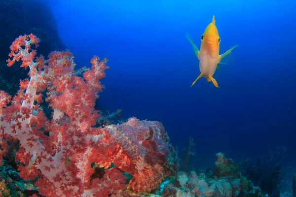 エキゾチックな魚で青い海底生活をきれいにする — ストック写真