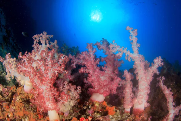Korallrev Rent Blått Sjøvann – stockfoto