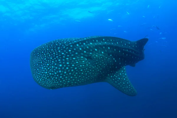 Tubarão Água Mar Azul Limpa — Fotografia de Stock