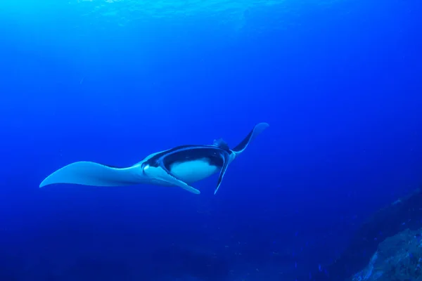 Stingray Agua Mar Azul Limpia — Foto de Stock