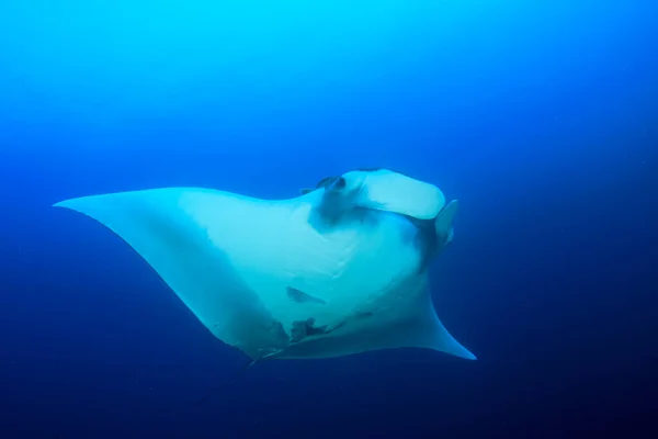 Stingray Puhtaassa Sininen Merivesi — kuvapankkivalokuva