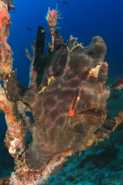 Arrecifes Coral Agua Mar Azul Limpia —  Fotos de Stock
