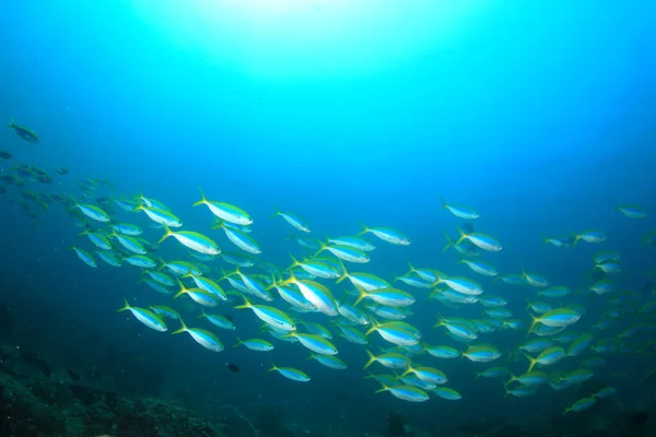 Limpe Vida Submarina Azul Com Muitos Peixes Coloridos — Fotografia de Stock