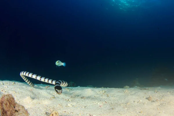 Käärme Puhtaassa Sinisessä Merivedessä — kuvapankkivalokuva
