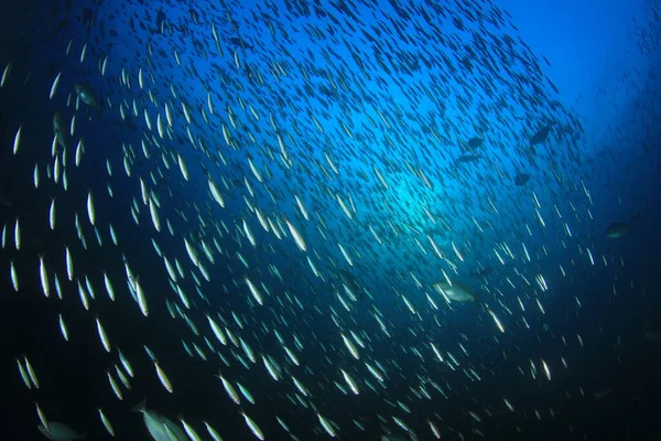 Limpe Vida Submarina Azul Com Muitos Peixes Coloridos — Fotografia de Stock