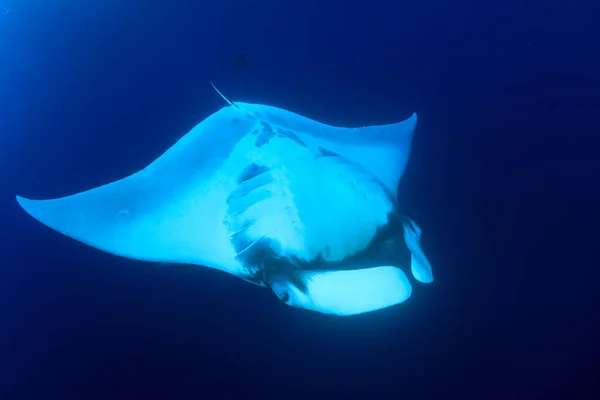 Stingray Dans Eau Mer Bleue Propre — Photo