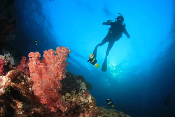 きれいな海の水でダイバー水泳 — ストック写真