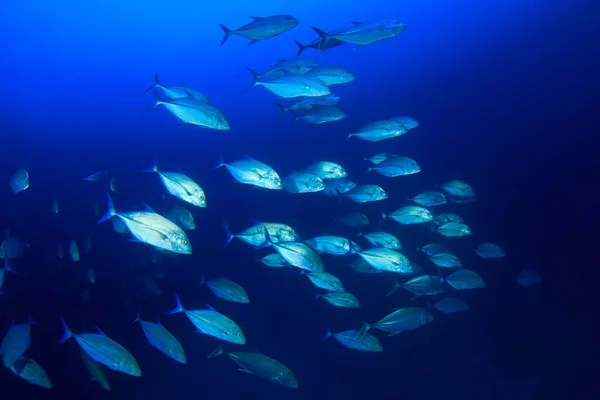 Sauberes Blaues Unterwasserleben Mit Vielen Bunten Fischen — Stockfoto