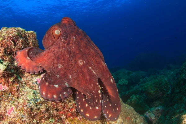 Octopus Puhtaassa Sinisessä Merivedessä — kuvapankkivalokuva