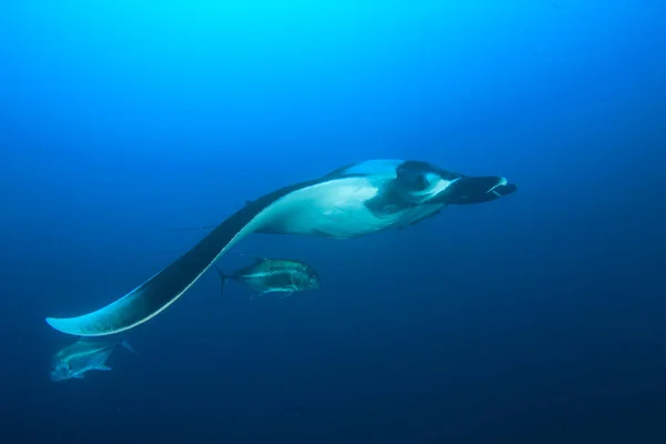 Stingray Agua Mar Azul Limpia —  Fotos de Stock