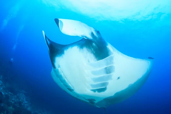 Temiz Mavi Deniz Suyunda Stingray — Stok fotoğraf