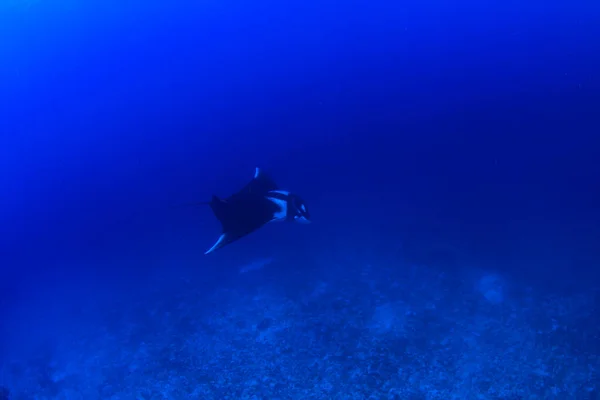 きれいな青い海の水に輝く — ストック写真