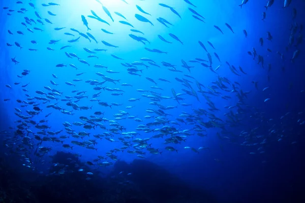 Limpiar Vida Submarina Azul Con Muchos Peces Colores — Foto de Stock