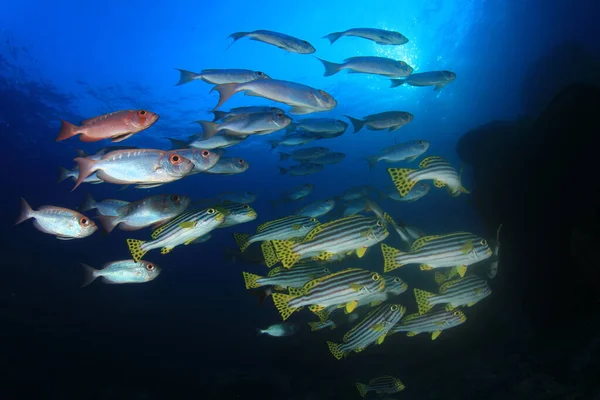 Rent Blått Undersjøisk Liv Med Mange Fargerike Fisker – stockfoto