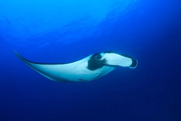 Beautiful Underwater Sea Life — Stock Photo, Image