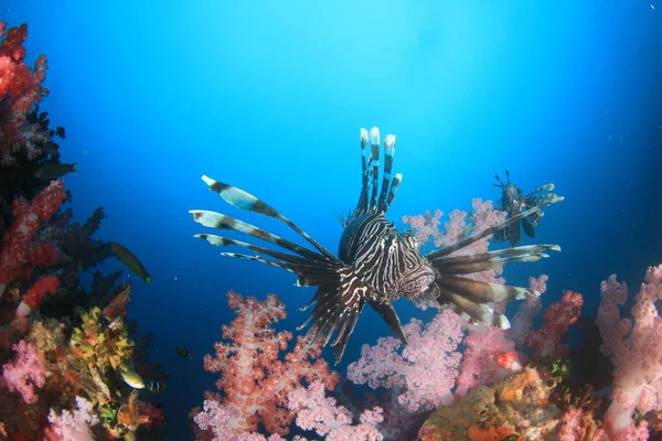 エキゾチックな魚で青い海底生活をきれいにする — ストック写真