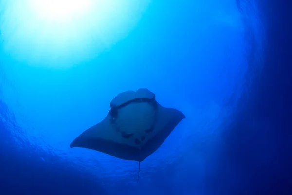 Temiz Mavi Deniz Suyunda Stingray — Stok fotoğraf