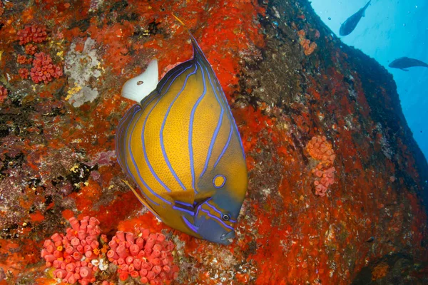 Limpe Vida Submarina Azul Com Peixes Exóticos — Fotografia de Stock