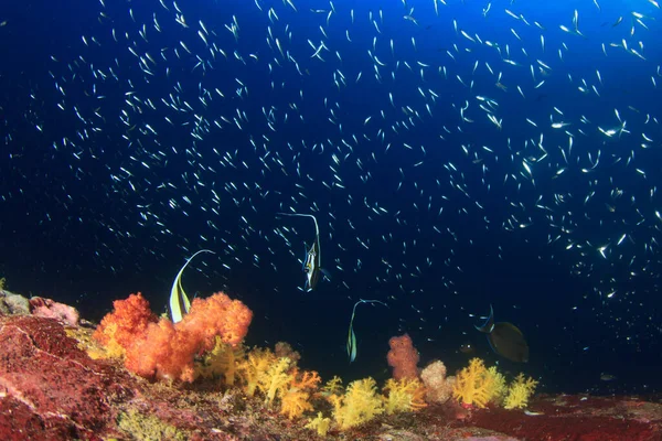 Clean Blue Undersea Life Many Colorful Fish — Stock Photo, Image