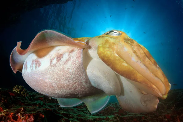 Красиве Підводне Морське Життя — стокове фото