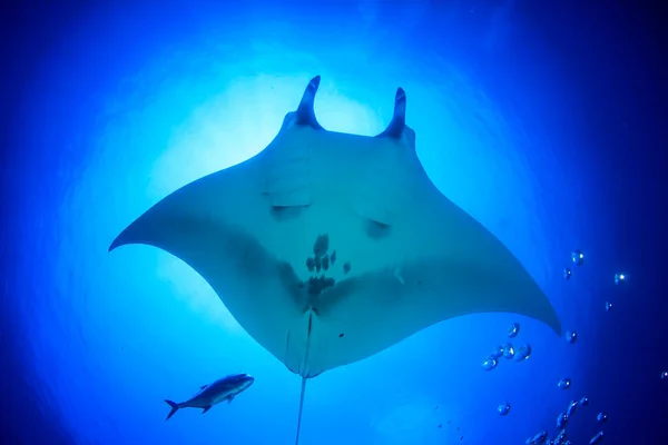 Temiz Mavi Deniz Suyunda Stingray — Stok fotoğraf