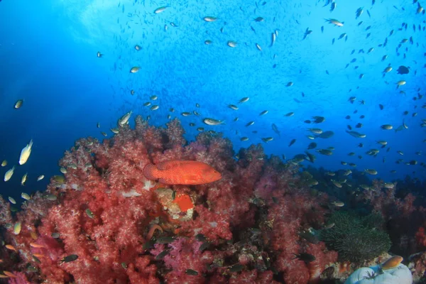 Limpe Vida Submarina Azul Com Muitos Peixes Coloridos — Fotografia de Stock