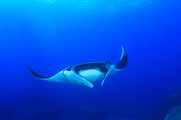 Stingray Agua Mar Azul Limpia —  Fotos de Stock