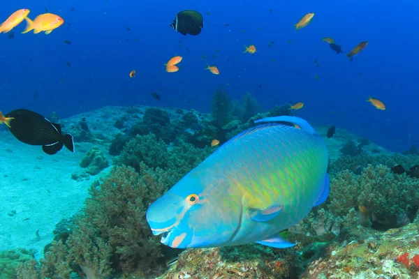 多くのカラフルな魚ときれいな青い海底生活 — ストック写真