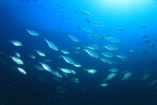 Καθαρό Μπλε Υποθαλάσσια Ζωή Πολλά Πολύχρωμα Ψάρια — Φωτογραφία Αρχείου
