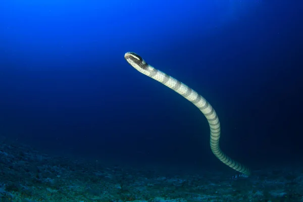Serpente Água Mar Azul Limpo — Fotografia de Stock