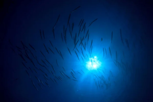 Limpe Vida Submarina Azul Com Muitos Peixes Coloridos — Fotografia de Stock