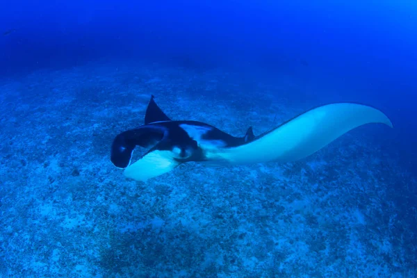 Stingray Acqua Mare Blu Pulito — Foto Stock