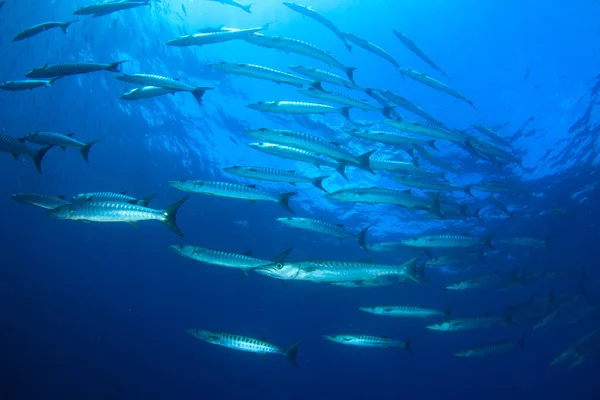 Schoon Blauw Onderzees Leven Met Veel Kleurrijke Vissen — Stockfoto