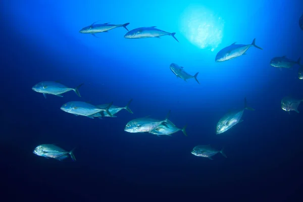 Sauberes Blaues Unterwasserleben Mit Vielen Bunten Fischen — Stockfoto