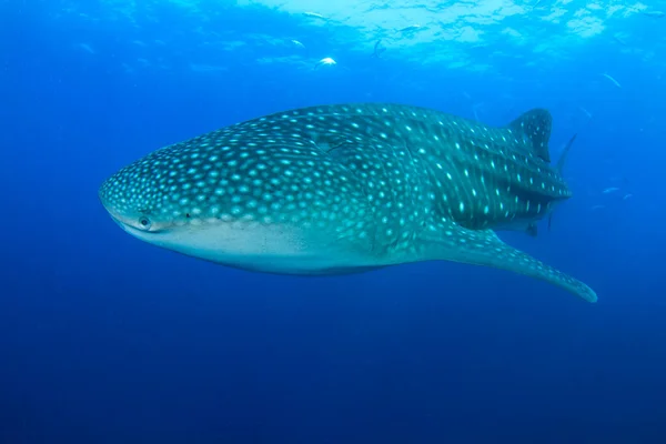 Limpe Vida Submarina Azul Com Peixes Exóticos — Fotografia de Stock