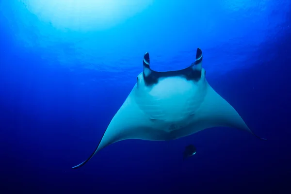 Stingray Clean Blue Sea Water — Stock Photo, Image