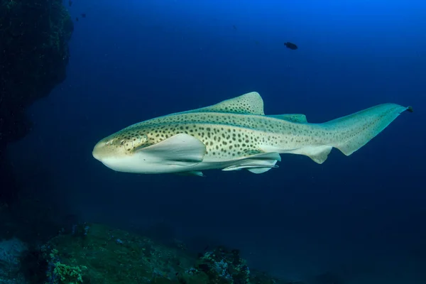 Puhdas Sininen Merenalainen Elämä Eksoottisten Kalojen Kanssa — kuvapankkivalokuva