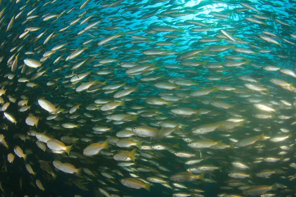 Limpe Vida Submarina Azul Com Muitos Peixes Coloridos — Fotografia de Stock