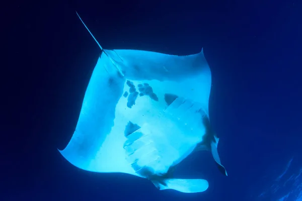 Temiz Mavi Deniz Suyunda Stingray — Stok fotoğraf