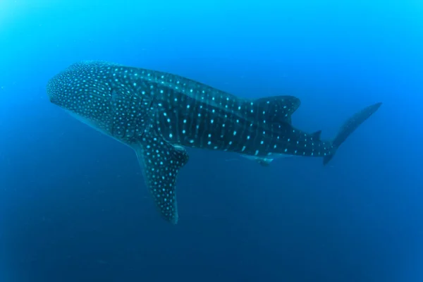 Tubarão Água Mar Azul Limpa — Fotografia de Stock