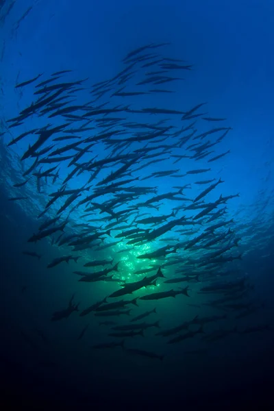 Limpe Vida Submarina Azul Com Muitos Peixes Coloridos — Fotografia de Stock