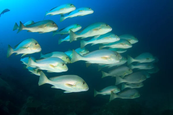 Rent Blått Undersjøisk Liv Med Mange Fargerike Fisker – stockfoto