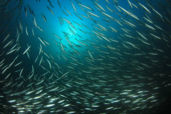 Vie Sous Marine Bleu Propre Avec Nombreux Poissons Colorés — Photo