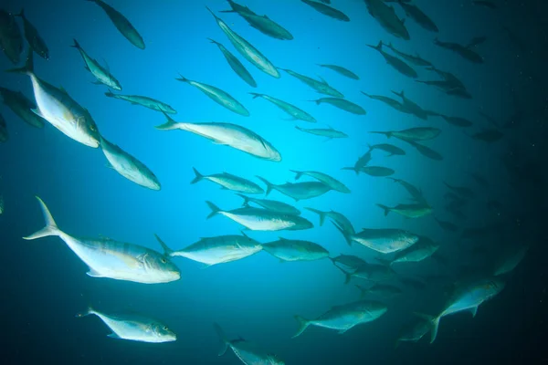 Limpe Vida Submarina Azul Com Muitos Peixes Coloridos — Fotografia de Stock