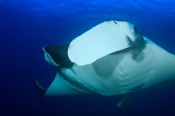 Stingray in clean blue sea water