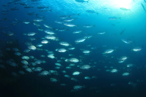 有许多五彩斑斓的鱼的干净的蓝色海底生活 — 图库照片